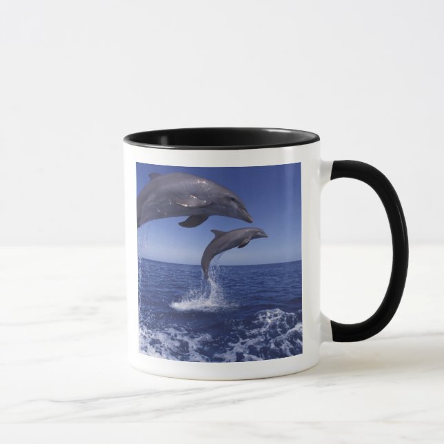 Karibien, Flasch-näsa delfiner Mugg (Höger)