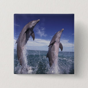 Karibien, Flasch-näsdelfiner Tursiops Knapp