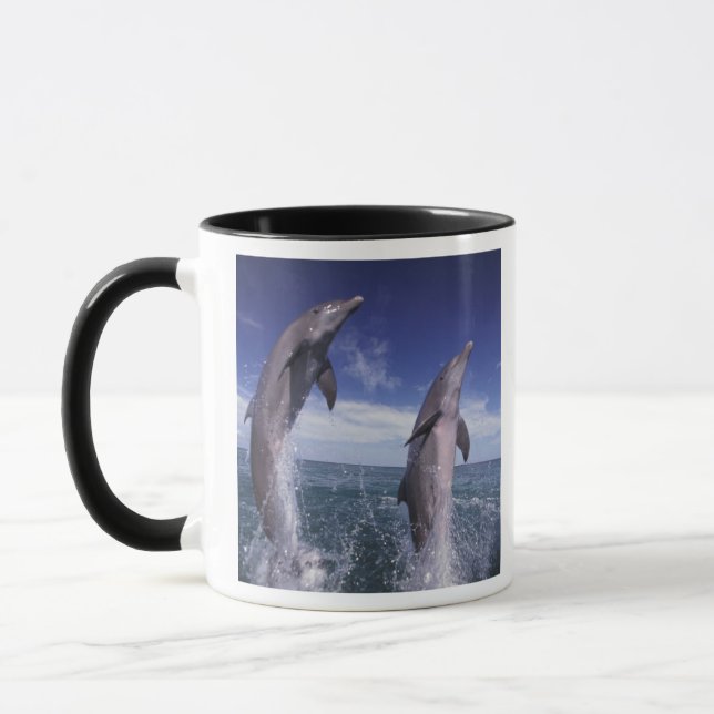 Karibien, Flasch-nosedelfiner Tursiops Mugg (Vänster)
