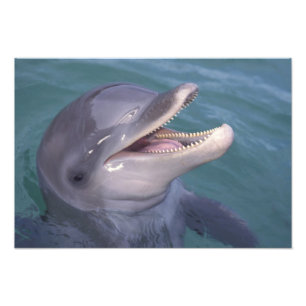 Karibien, Flaschdelfin Fototryck