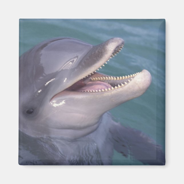 Karibien, Flaschdelfin Magnet (Framsidan)