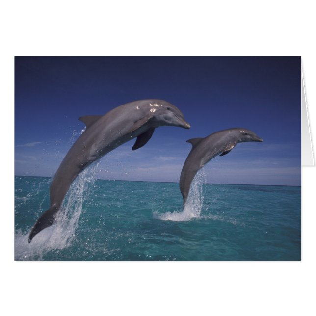 Karibien, Flaschendelfiner Tursiops Hälsningskort (Framsidan Horizontal)