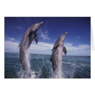 Karibien, Flaschendelfiner Tursiops Hälsningskort