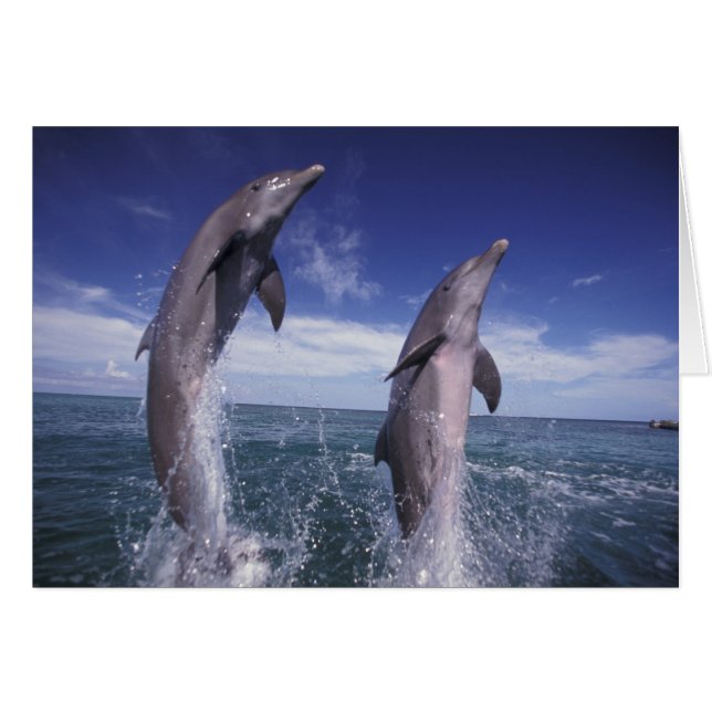 Karibien, Flaschendelfiner Tursiops Hälsningskort (Framsidan Horizontal)