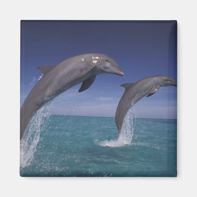 Karibien, Flaschendelfiner Tursiops Magnet (Framsidan)