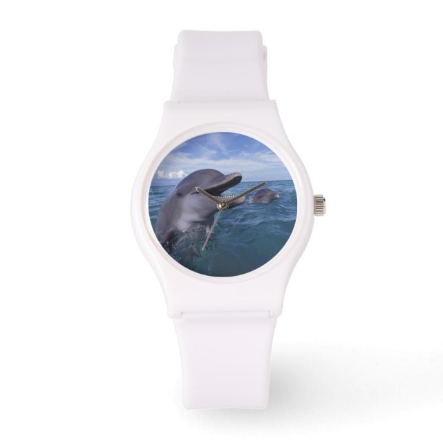 Karibien, Flaschennäsa Armbandsur (Framsida)