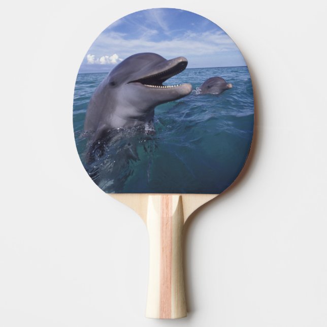 Karibien, Flaschennäsa Pingisracket (Framsidan)