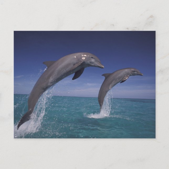 Karibien, Flaschentumdelfiner Tursiops Vykort (Framsida)