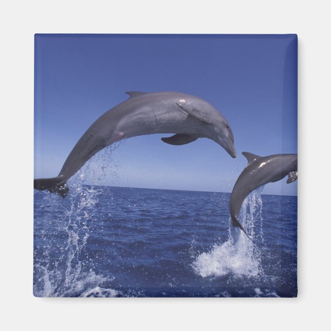 Karibien, Flaschentursiops Magnet (Framsidan)