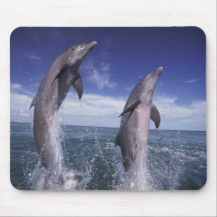 Karibien, Flasknosdelfiner Tursiops Musmatta