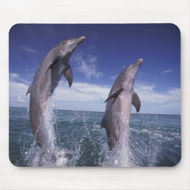Karibien, Flasknosdelfiner Tursiops Musmatta (Framsidan)