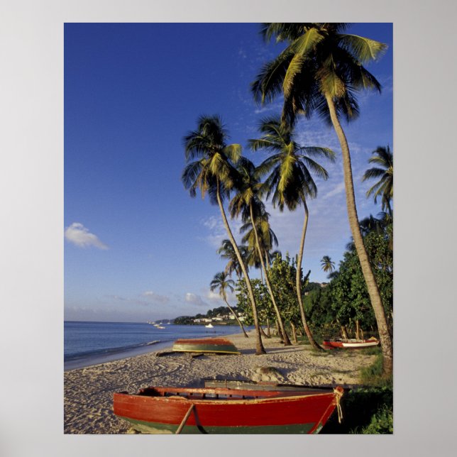 KARIBIEN, Grenada, St. George, Båtar på palm Poster (Framsidan)