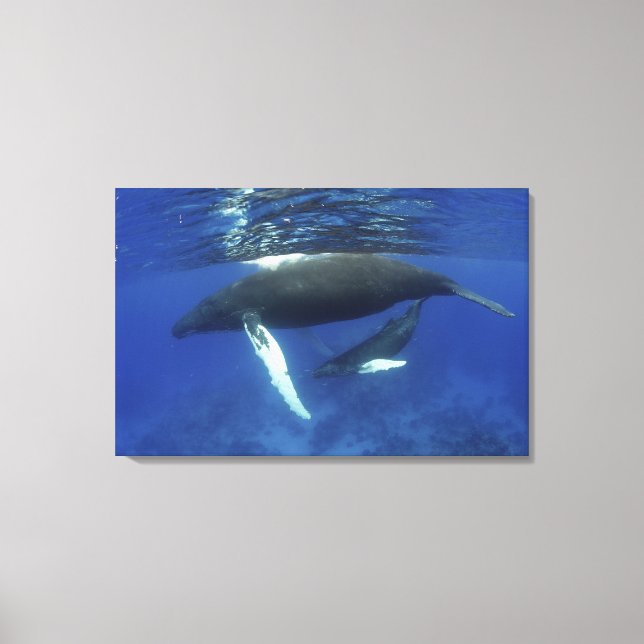 Karibien, Stora Antillerna arkipelag, Canvastryck (Framsida)