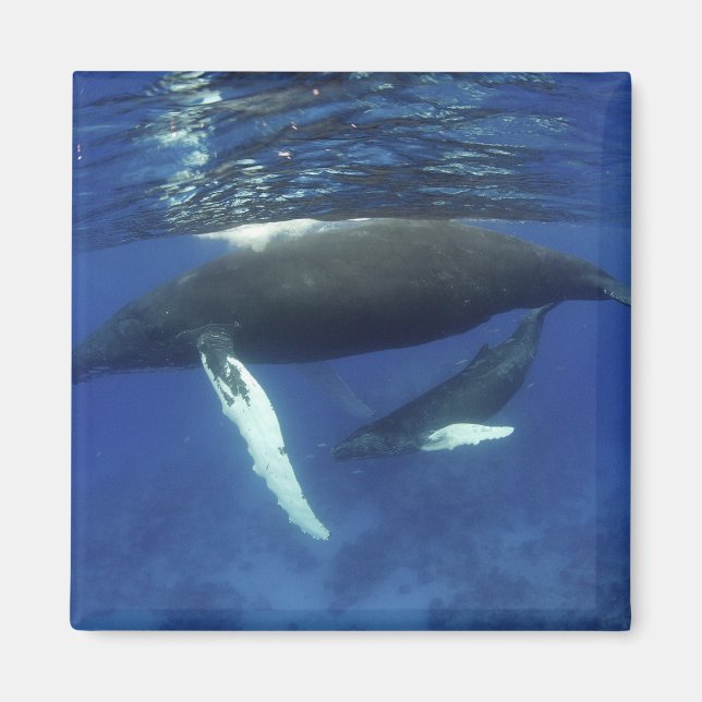 Karibien, Stora Antillerna arkipelag, Magnet (Framsidan)