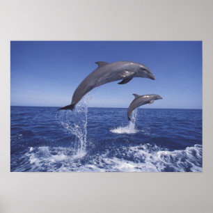 Karibier, Bottlenosdelfiner Tursiops 3 Poster