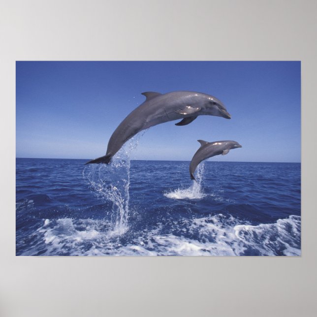 Karibier, Bottlenosdelfiner Tursiops 3 Poster (Framsidan)