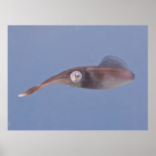 Karibisk bläckfisk poster