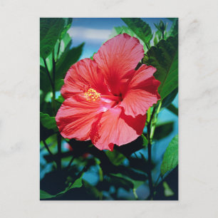 Karibisk blomma vykort