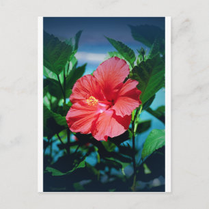 Karibisk blomma vykort