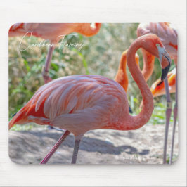 Karibisk flamingo musmatta
