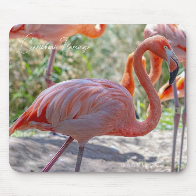 Karibisk flamingo musmatta (Framsidan)
