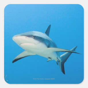 Karibisk revhaj (Carcharhinus perezi) Fyrkantigt Klistermärke