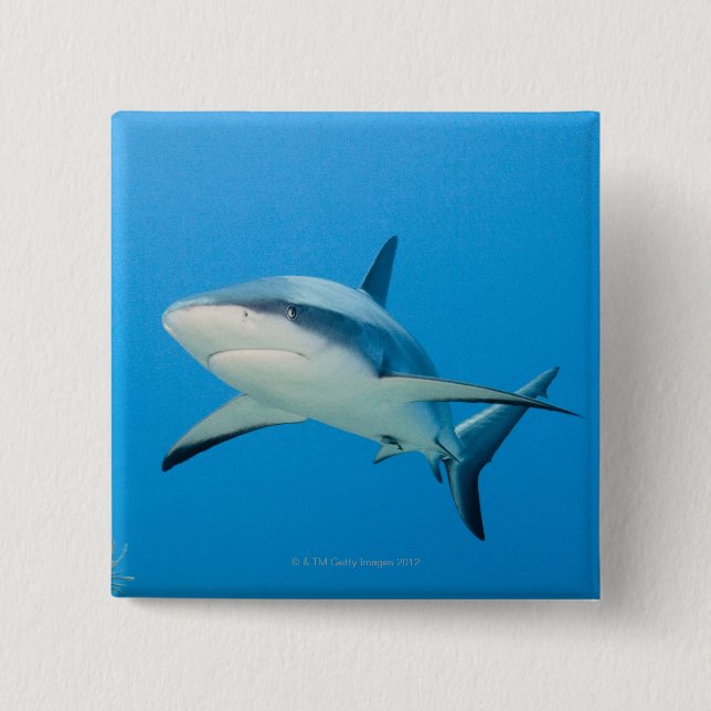 Karibisk revhaj (Carcharhinus perezi) Knapp (Framsida)