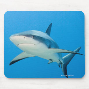 Karibisk revhaj (Carcharhinus perezi) Musmatta