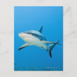 Karibisk revhaj (Carcharhinus perezi) Vykort