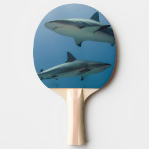 Karibisk revhaj pingisracket