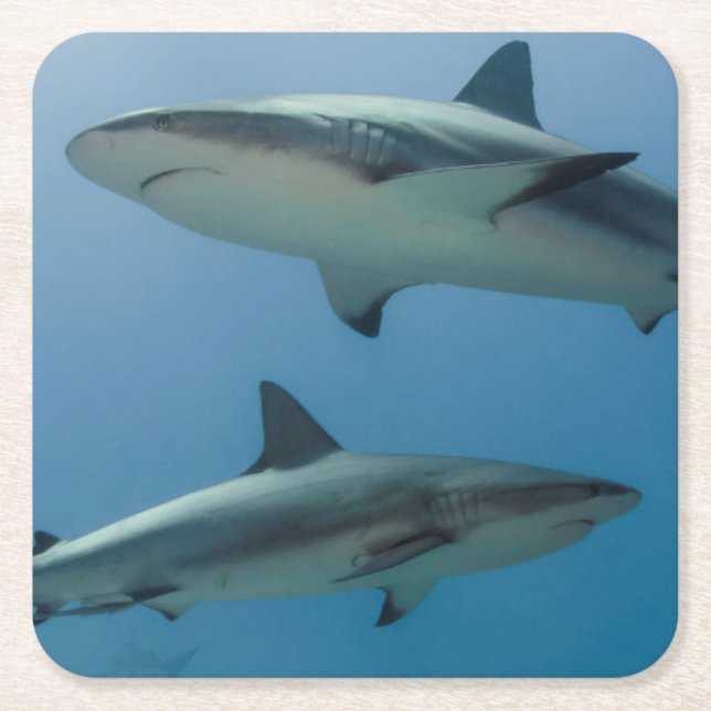 Karibisk revhaj underlägg papper kvadrat (Framsidan)