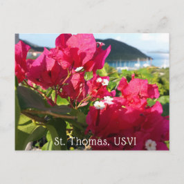 Karibisk Rosa Bougainvillea Ösliv Vykort