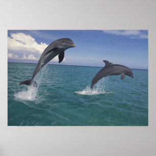 Karibiska, Bottlenosdelfiner Tursiops 13 Poster