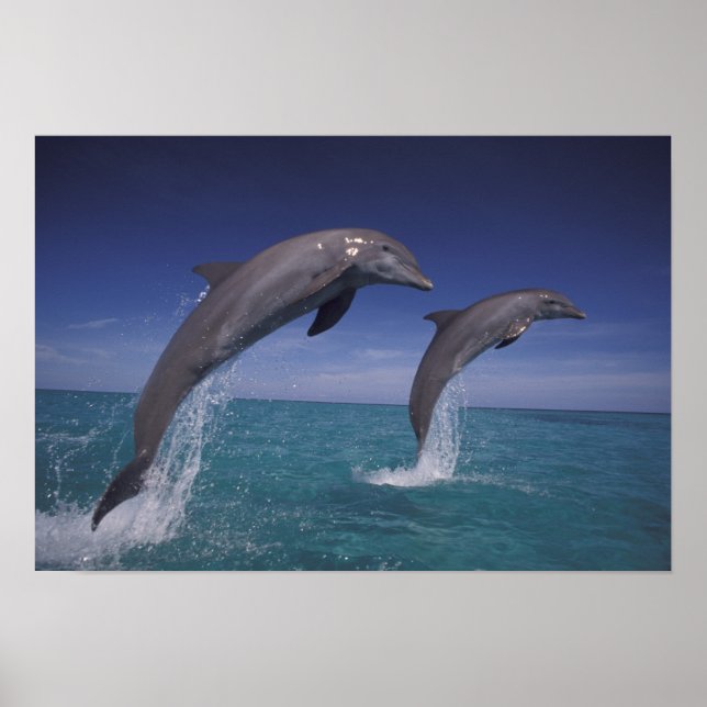 Karibiska, Bottlenosdelfiner Tursiops 8 Poster (Framsidan)