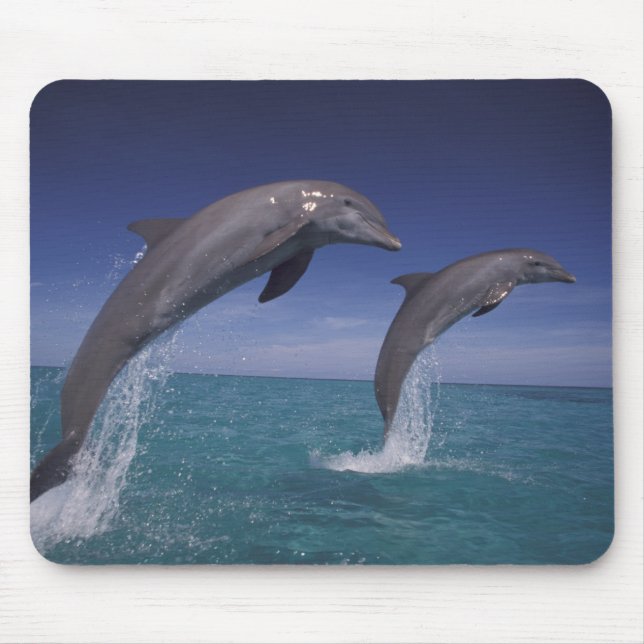 Karibiska, Bottlenosdelfiner Tursiops Musmatta (Framsidan)