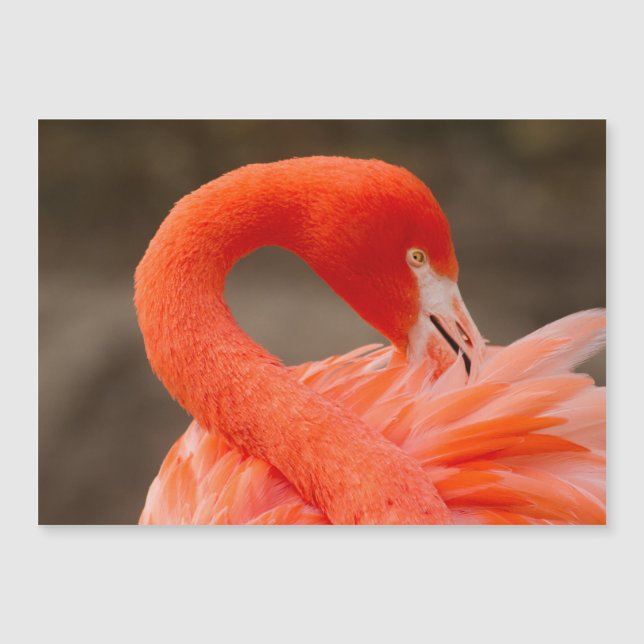 Karibiska flamingo (Framsida)
