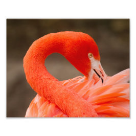 Karibiska flamingo fototryck