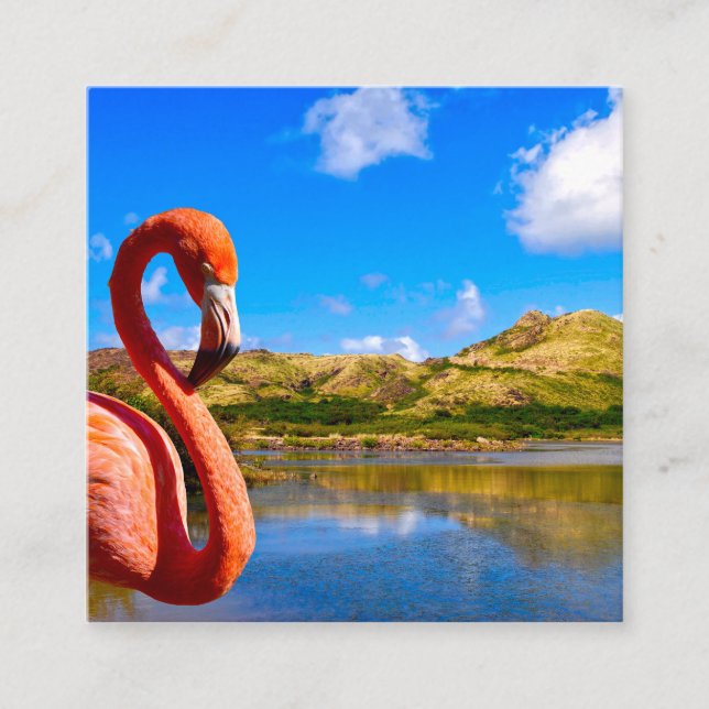 Karibiska flamingo i St. Kitts Tilläggskort (Framsida)