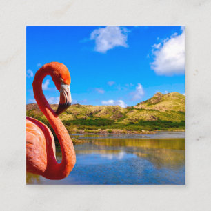 Karibiska flamingo i St. Kitts Tilläggskort
