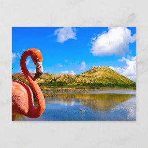 Karibiska flamingo i St. Kitts Vykort