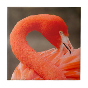 Karibiska flamingo kakelplatta