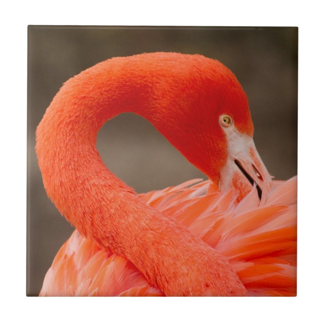 Karibiska flamingo kakelplatta (Framsidan)