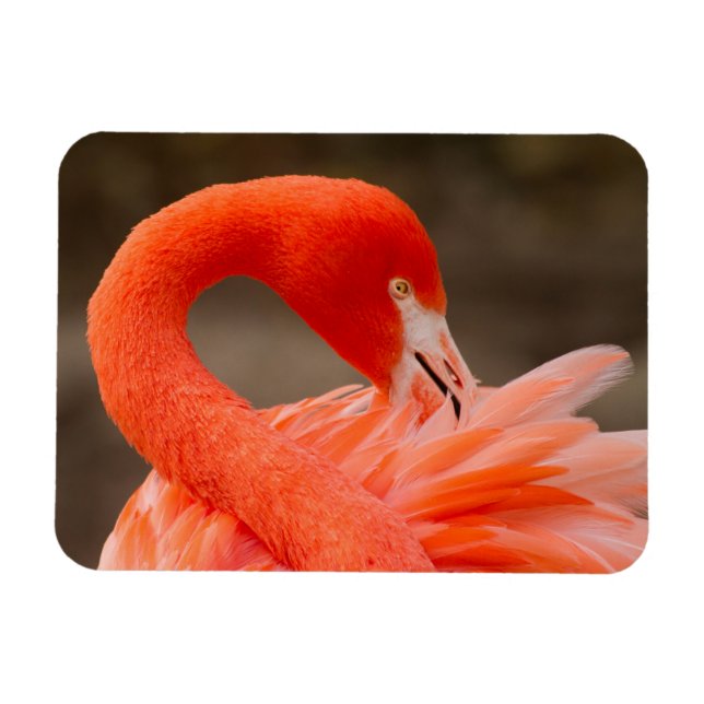 Karibiska flamingo magnet (Horisontell)