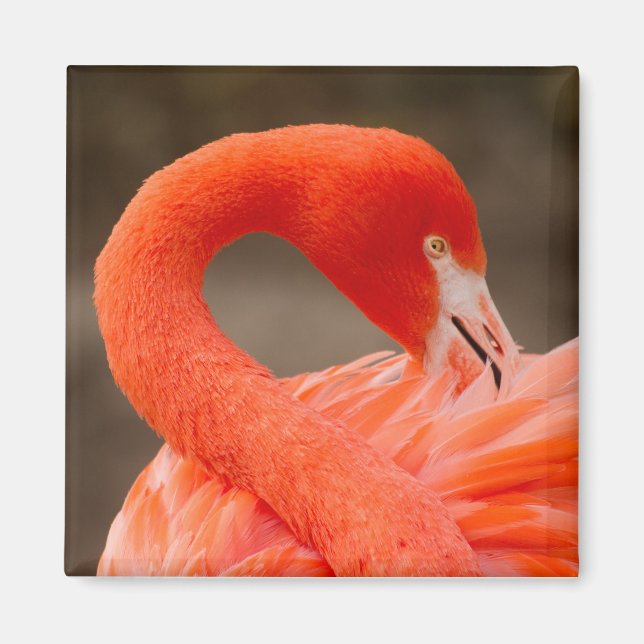 Karibiska flamingo magnet (Framsidan)