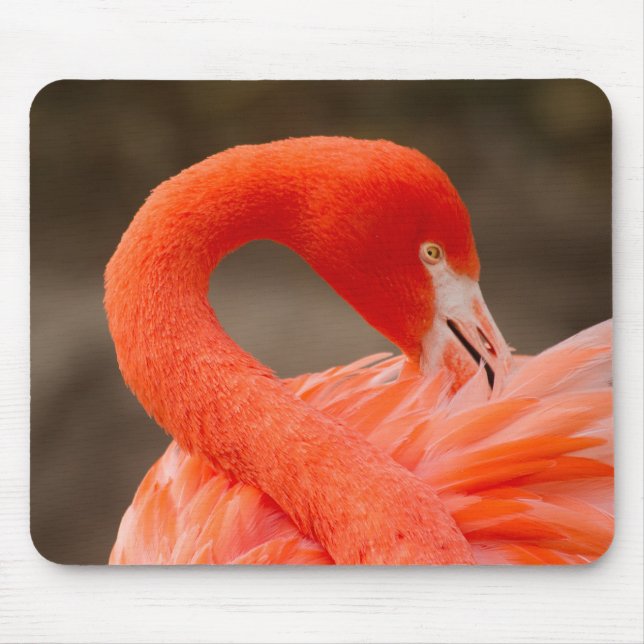 Karibiska flamingo musmatta (Framsidan)