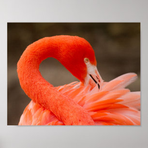 Karibiska flamingo poster