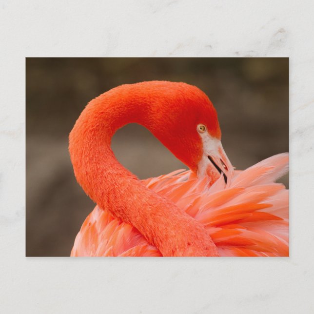 Karibiska flamingo vykort (Framsida)