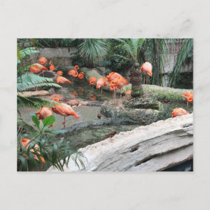 Karibiska Flamingos nr 12 Vykort