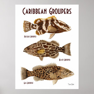 Karibiska groupers poster