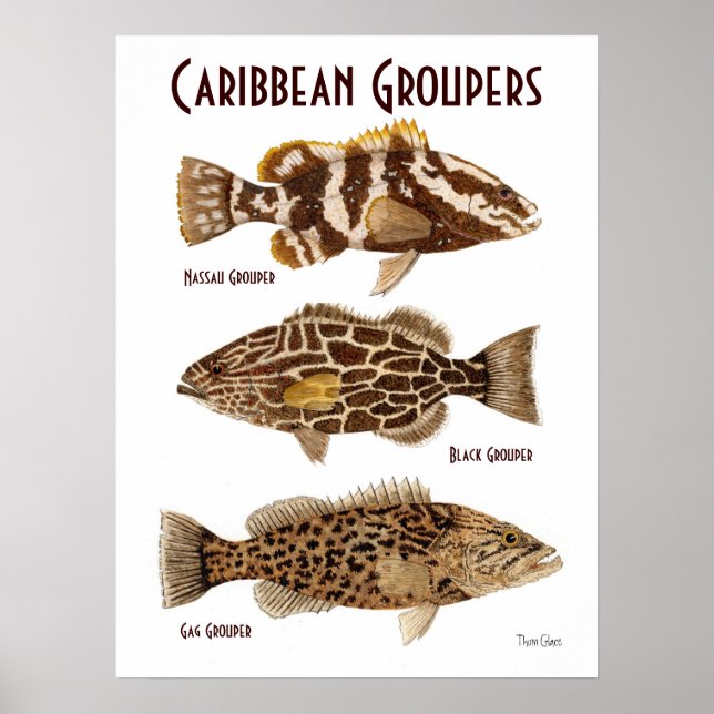 Karibiska groupers poster (Framsidan)